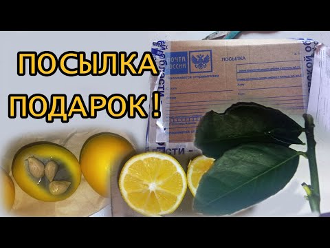 Видео: Как да отглеждаме лимон на перваза на прозореца