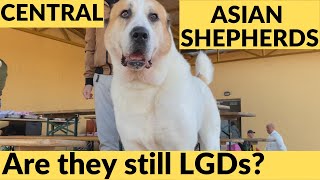 CENTRAL ASIAN SHEPHERD Dogs - are they really Shepherd/LGD Dogs?  DogCastTV