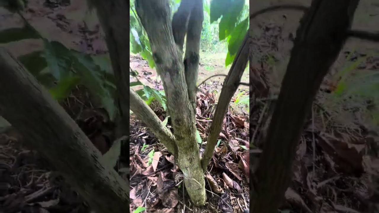 Cách làm cà phê thả ngọn