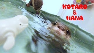 カワウソコタローとハナ　泳ぐイルカより楽しい水中プロレス　【Otter Kotaro&Hana】Finding Dory Robo Fish Swimming Bailey