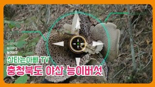 능이버섯 충청도 야산 능이버섯 산행