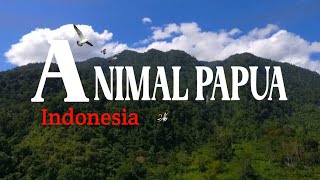 Satwa di hutan papua indonesia