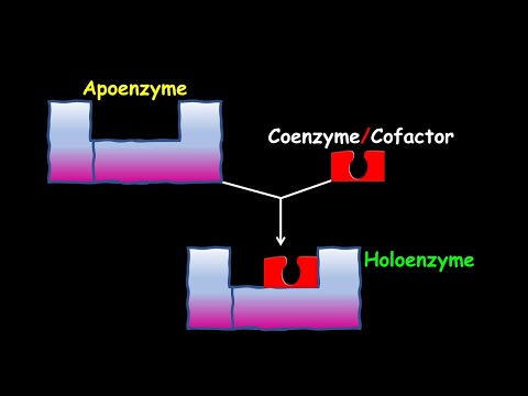 Video: No kā sastāv holoenzīms?