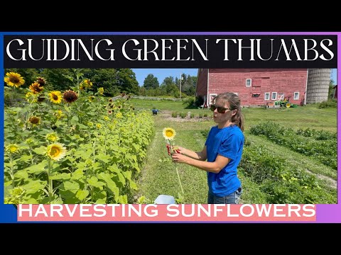 PICKING SUNFLOWERS / WATERING & WEEDING / WHO KILLED GARY THE GROUNDHOG ?