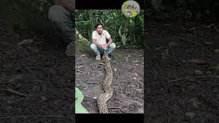 वन में छोड़ा गया विशाल Burmese Python | Snake Release Video