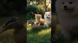 Download Mp3 Orange Kitty’s Wild Duck Adventure with a Fluffy Friend! #kitten #cat #duck Gudang lagu Download Mp3 Orange Kitty’s Wild Duck Adventure with a Fluffy Friend! #kitten #cat #duck