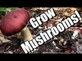 6 tips to grow edible wine cap mushrooms in your garden king stropharia in wood chips