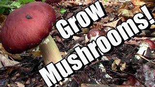 6 Tips to Grow Edible Wine Cap Mushrooms in Your Garden (King Stropharia in Wood Chips)