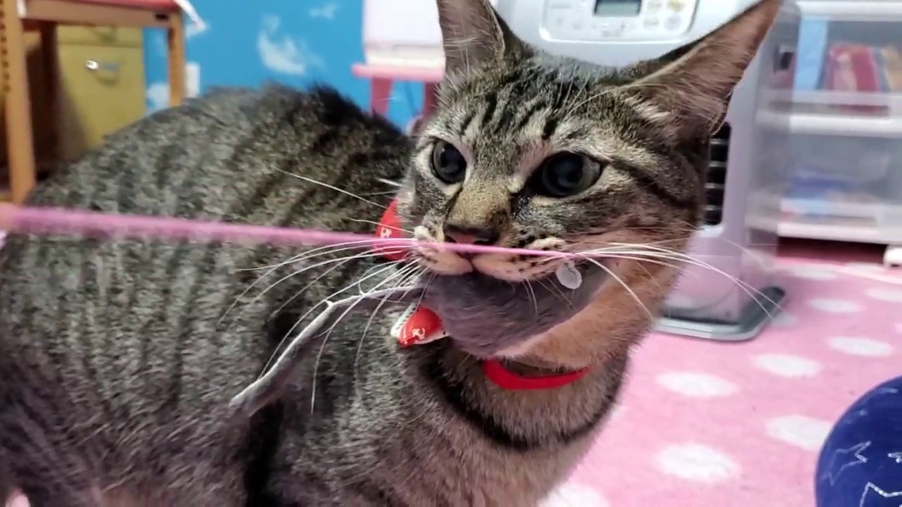猫の兄弟喧嘩！オス猫同士の戦い！ライムVSマロン第二回戦！ - YouTube