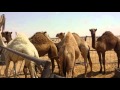 خمس قعدان للبيع