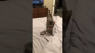 Kitten Plays Fetch - 1500802