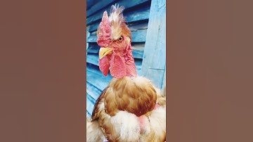 حالات واتساب🥰انستقرام تيك توك قرآن كريم🥰بصوت جميل جدآ🥰