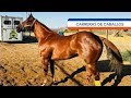 el aguacatero cuadra mochomos vs el cardenal cuadra la herradura