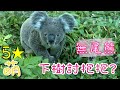 [台北動物園] 5星級萌 小無尾熊下樹    討抱抱 ?