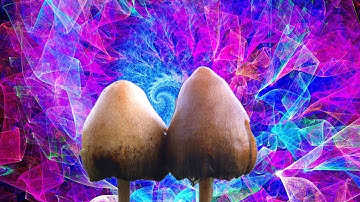 Psilocybin and the DMN