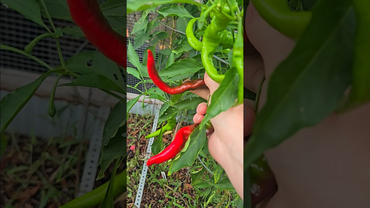 Harvest Time! End of September