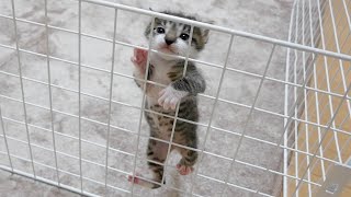 柵をよじ登っていた子猫が立派に成長した様子 by ねおの保護猫。 16,296 views 2 years ago 8 minutes, 11 seconds