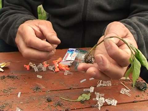 ჩითილების დამყნობა