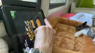 Kittens playing iPad game by HappyPurrs 32 views 3 years ago 1 minute