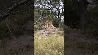 2 (lion) kings #lion #reel #short #lionking #safari #nkhoro
