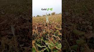 #gold #golden #greenscreen #greengold #moong #harvesting