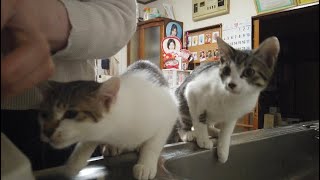 開店前のお並びはご遠慮下さいませー