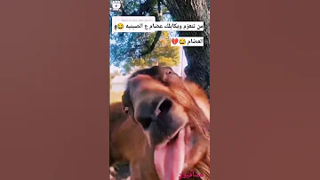 والله ما اتحمل اله تشوفونها بلع بلع بلع بلاالالااع تصاميم عسافيون Hd Shortvideo Shorts 