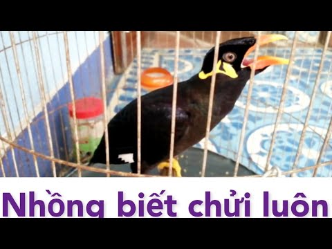 Video Nhồng biết nói đuổi người ra chỗ khác chơi, cảnh cáo... - youtube
