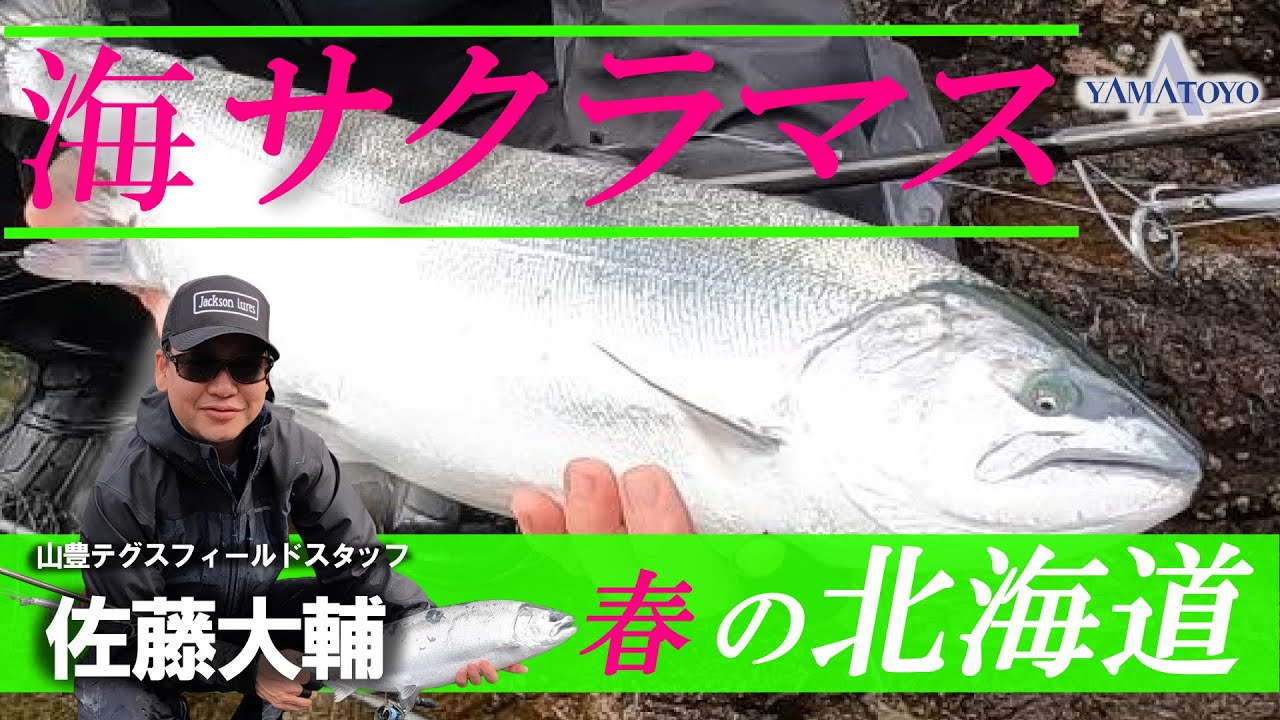 春の北海道  道央日本海にて海サクラマスのエキスパート 佐藤大輔氏 実釣動画！