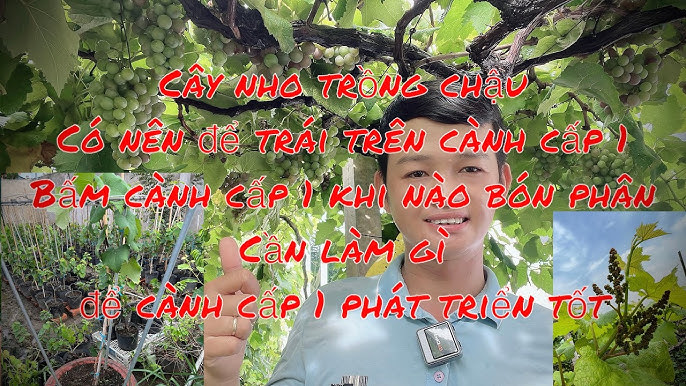 6. Chăm sóc cây nho trong các giai đoạn phát triển