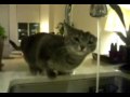 Cat drinking water as never seen before