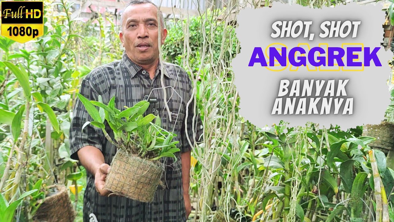 CARA INI PALING AMPUH, AGAR ANGGREK BANYAK ANAKNYA.