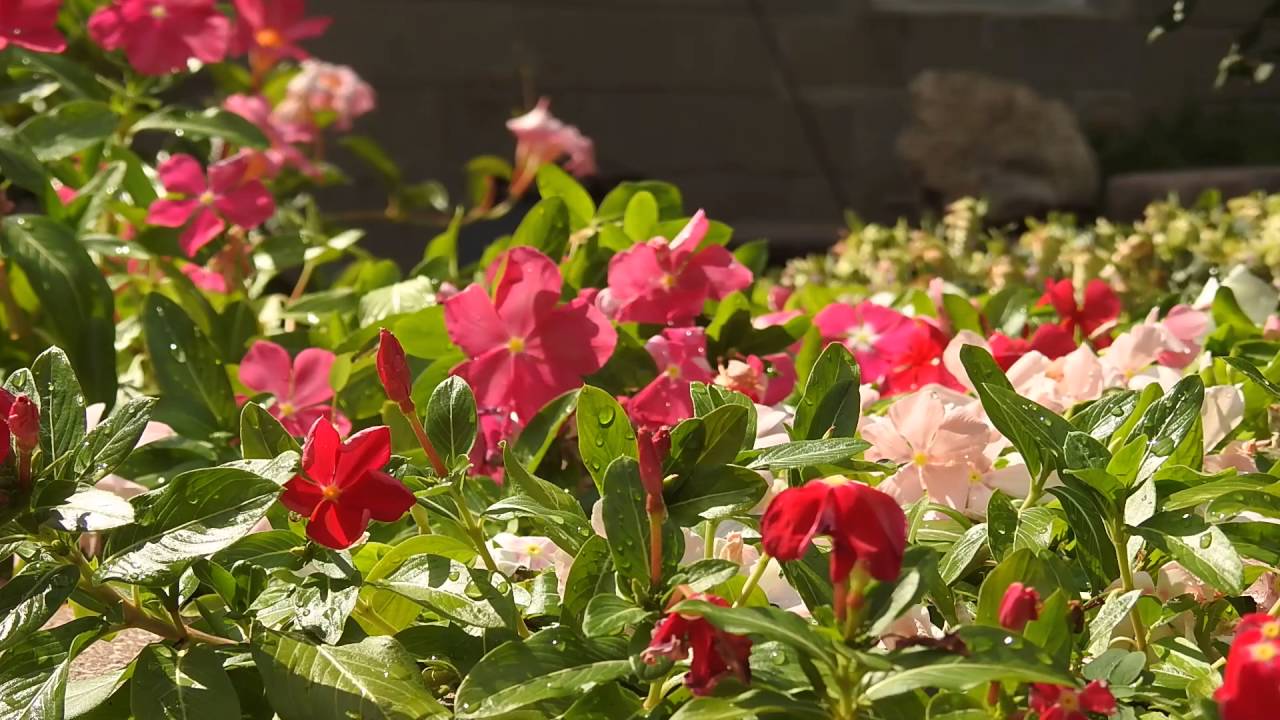 Trailing Vinca's Time Lapse - Nikon P900