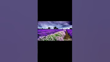 #عبدالرحمن_مسعد #قران_كريم #تلاوة_خاشعة #اكتب_شي_تؤجر_عليه #duet