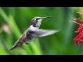 Колибри-пчёлка - Bee Hummingbird (Энциклопедия животных)