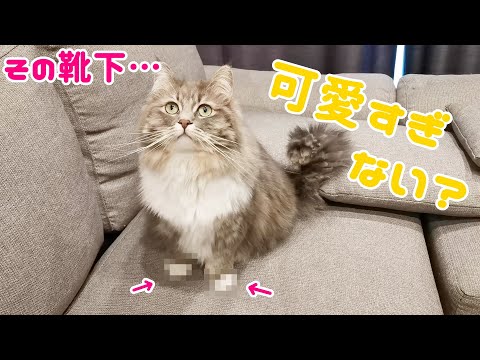 もふもふの靴下を履いているように見える猫がかわいすぎる…！｜Cat wearing socks【サイベリアンのラフィ#130】