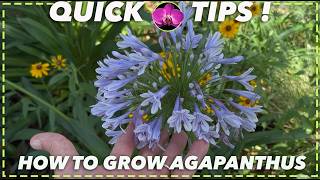 How to Grow Agapanthus: Beginner Tips for Massive Blooms