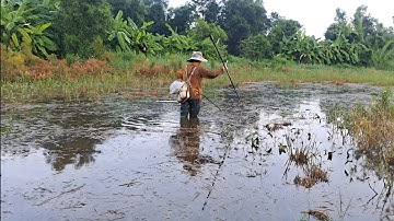 Bắt Cá Mùa Nước Nổi - Bắt Được Cá Trê Lai Khủng, Cá Rô Đồng To,Cá Trê Vàng, Cá Rô Phi & Cá Lóc Đồng