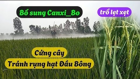 Phun thuốc cứng cây, dày lóng _ giúp thụ phấn tốt khi trổ gặp mưa bão | Nông Dân Miền Tây.