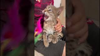 Bobcat male 🤩❤️ #bobcat #lynx #рысь #бобкет