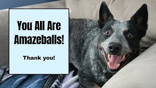 You All Are Amazeballs! by The Heeler Mama 748 views 1 month ago 6 minutes, 23 seconds