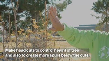 How To Prune A Pear Tree