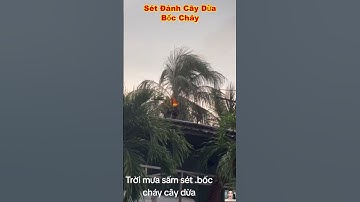 Sét đánh cây dừa bốc cháy thế này bà con ơi #shorts