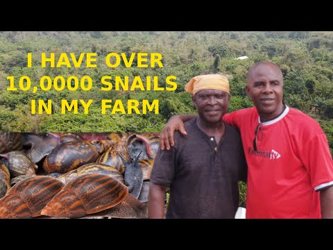 American Taxi Driver Moves To Ghana For Snail Farming
