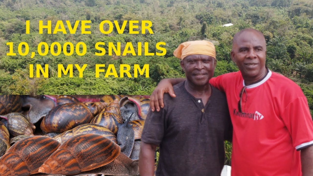 American Taxi Driver Moves To Ghana For Snail Farming