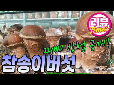 참송이버섯 재배방법 Mushrooms, Chamsong, Chamsong mushrooms,  mushrooms, Korea, Mushroom cultivation method