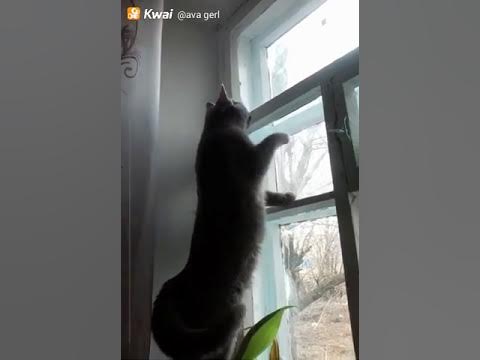 Моя кошка смотрит в окно - YouTube