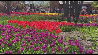 Zoo Blooms 2023 - Cincinnati Zoo &amp; Botanical Garden