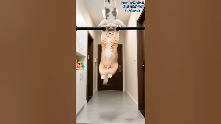 Video 9190791: catlover cutecat, cute cat show, funny cats show, cat cute amazing funny