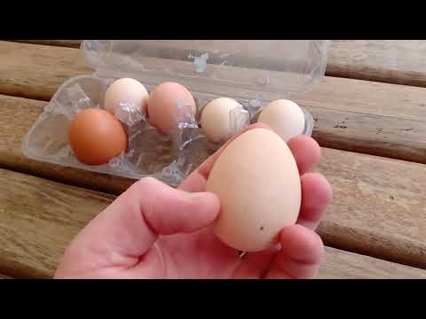 Vídeo: Ovos de galinha-d'angola são bons para comer?